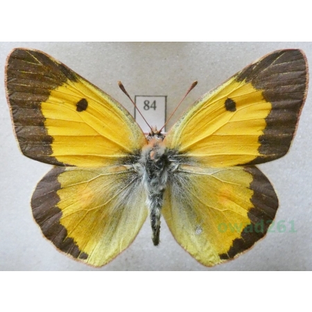 Colias croceus (Geoffroy, 1785) male Szlaczkoń sylwetnik Czech84